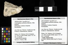 Foto (Objekt + Etiketten) von Cracensigillatus acutirostrus (Moericke, 1889) 